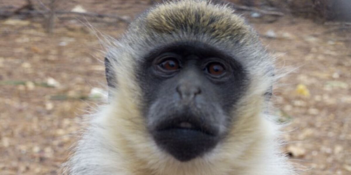 A Year Later, They’re Thriving: Meet the Monkeys Saved From West Coast Game Park Safari
