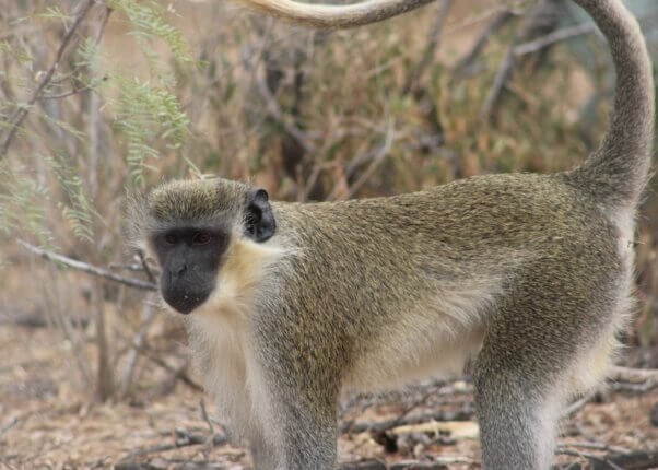 Blue, a vervet monkey rescued from West Coast Game Park Safari