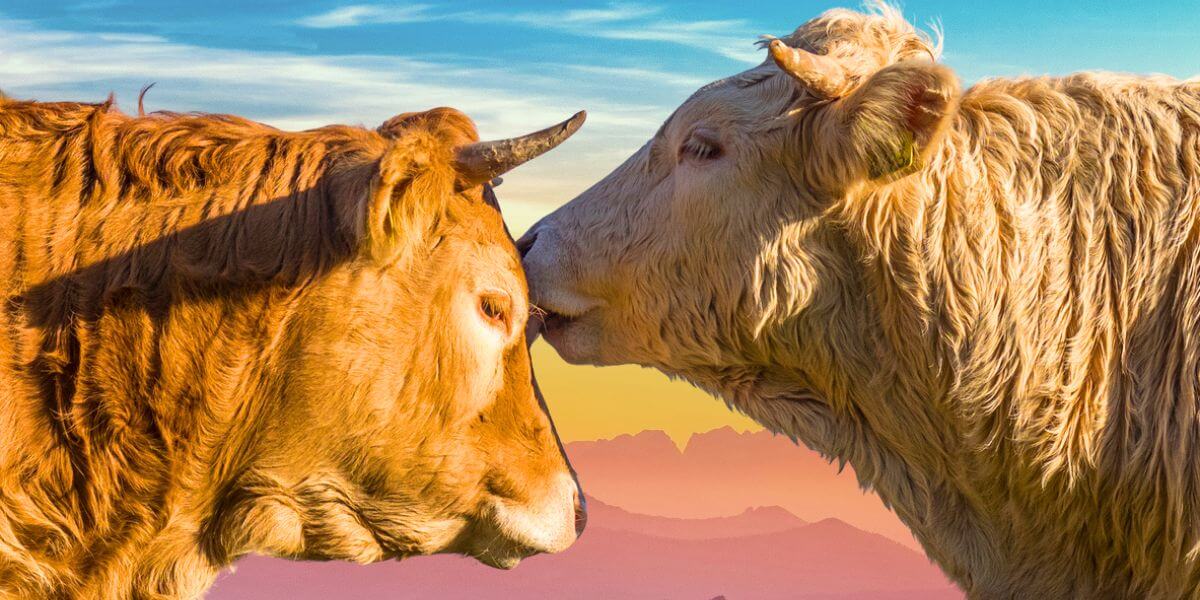A close up of a young blond bull placing a kiss on the head of a young brown bull.