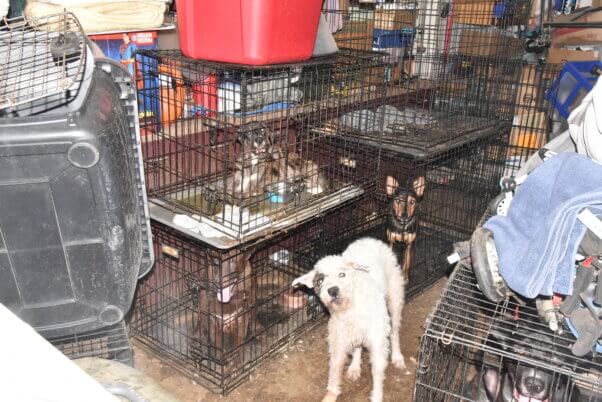Dog in hoarding case