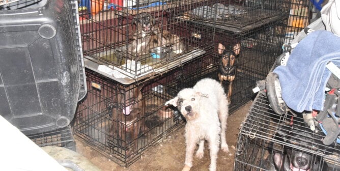 Dog in hoarding case