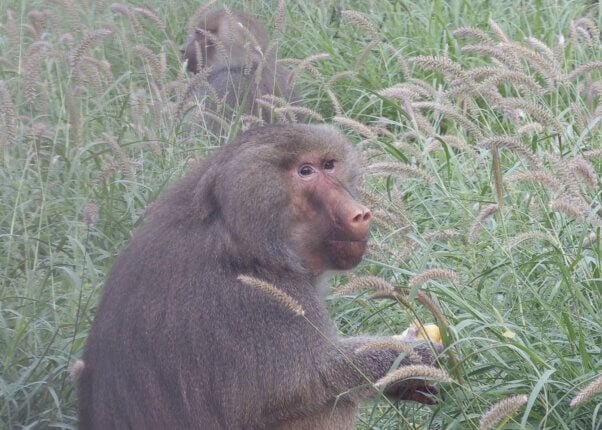Calliope, a baboon rescued from West Coast Game Park Safari