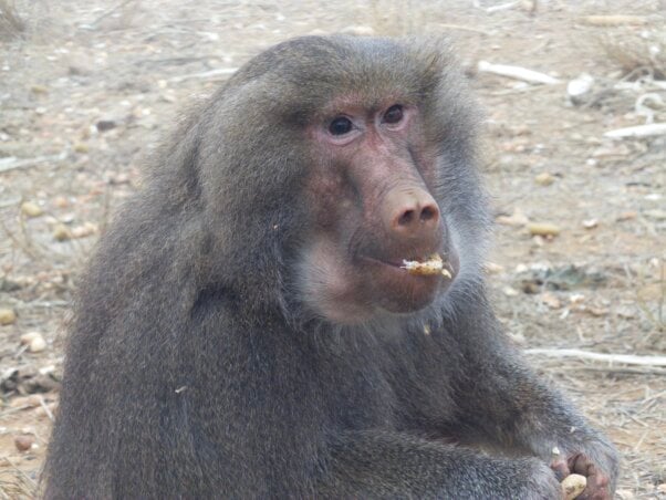 Calliope, a baboon rescued from West Coast Game Park Safari