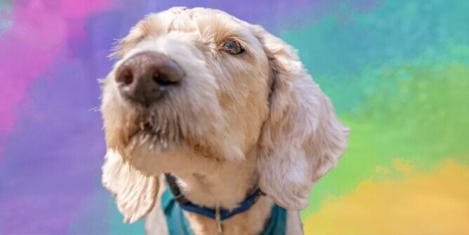 A white dog in a blue harness