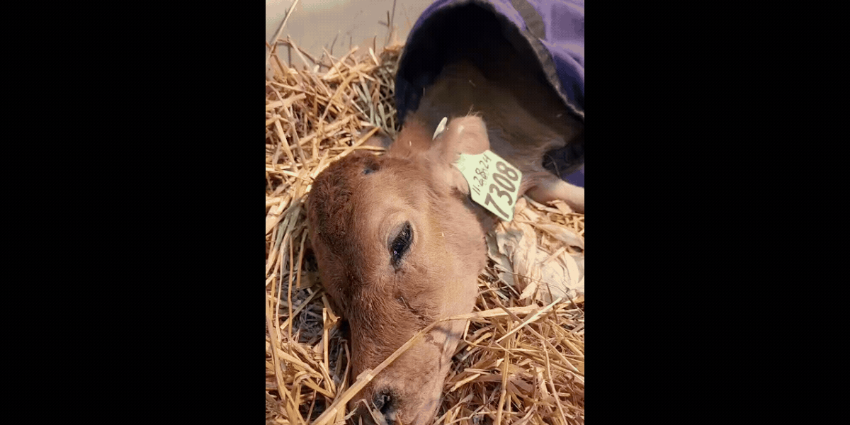 Struggling calf