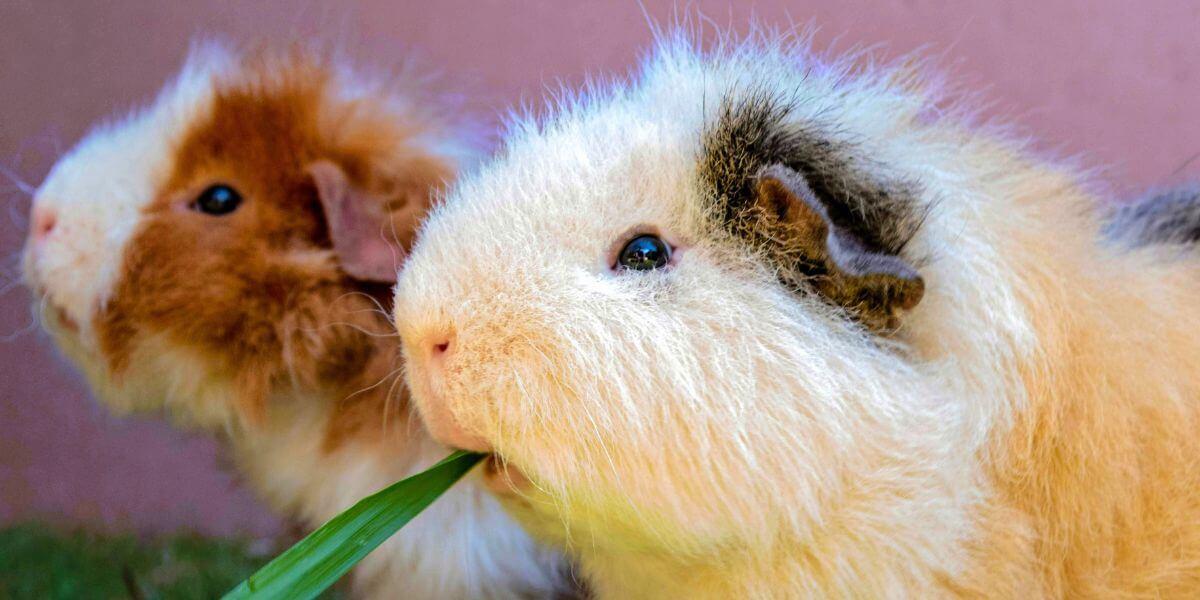 PETA Scientists Applaud NIH’s New Office Advancing Non-Animal Science 