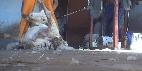 Sheep being forcefully shorn