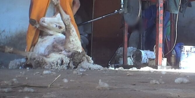 Sheep being forcefully shorn