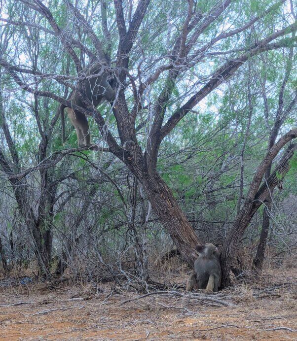 Monet and Marlin, baboons rescued from West Coast Game Park Safari