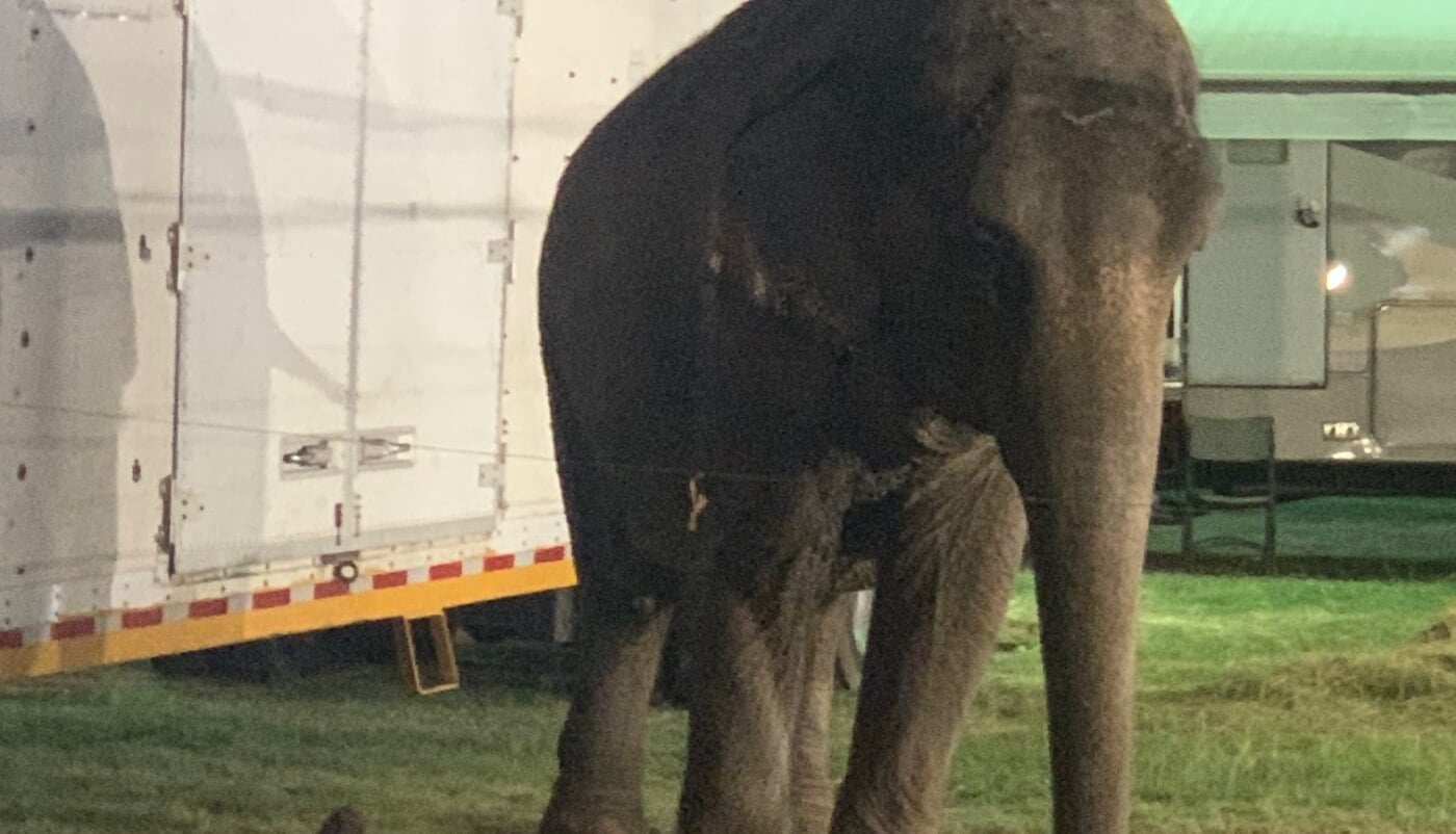 Okha, the Elephant Who Was Left Behind