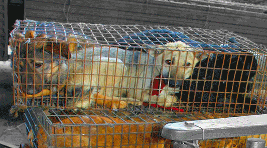 dog looking scared in a cramped metal cage