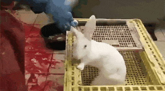 gif of rabbit being hit on the head