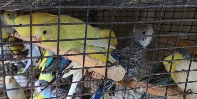 A group of parakeets