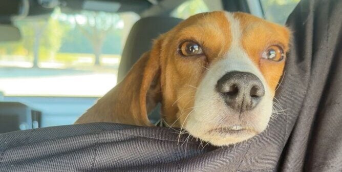 Parker the beagle