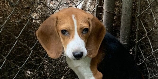 Parker the beagle