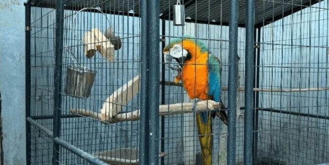 Macaw parrot in a large barren cage