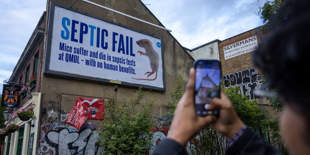 Billboard showing a photo of a dead 'mouse' with text reading "Septic Fail: Mice suffer and die in sepsis tests at QMUL - with no human benefits"