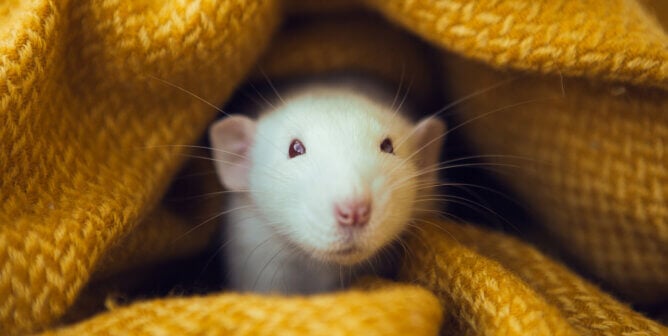 White rat dumbo with red eyes in yellow blanket.