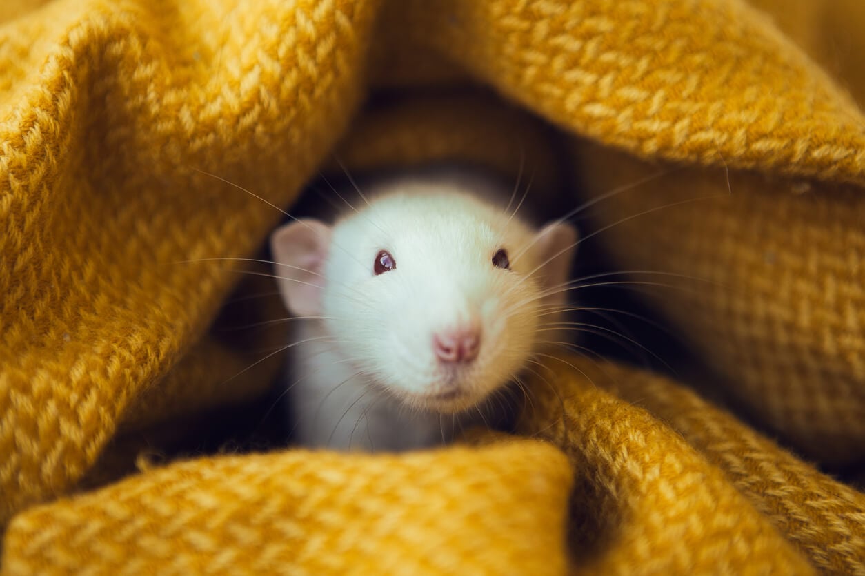 European Union Moves Closer to Ending Chemical Tests on Animals