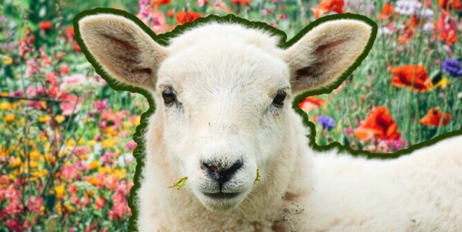 A sheep superimposed in front of wildflowers