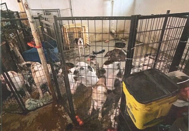 Dogs in pen