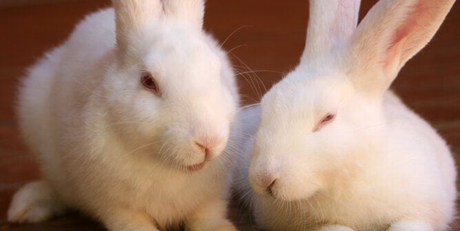 Two cute white rabbits resting on the floor.