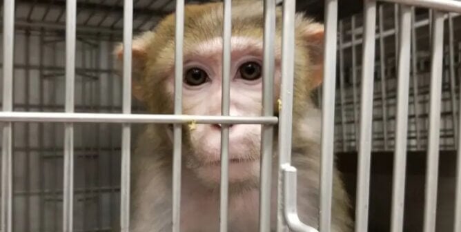 Monkey staring from cage