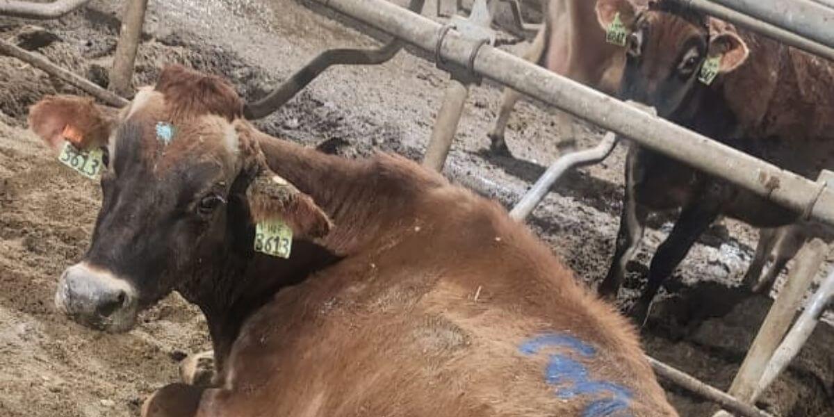 Whistleblower Images Show Cows’ Hooves Rotting, Bloody, and Overgrown