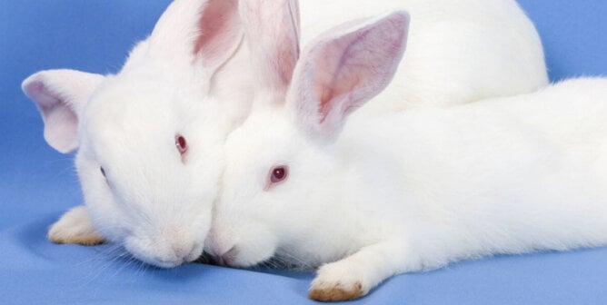 Two white rabbits against a blue background