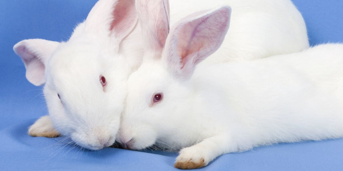 EPA Expands List of Methods That Spare Animals From Deadly Chemical Testing