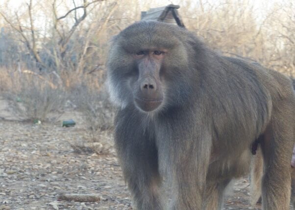 Zeus, a baboon rescued from West Coast Game Park Safari