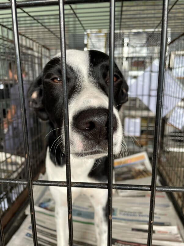 dog waiting to be treated at spay/neuter clinic in Puerto Rico