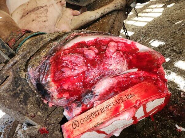 Bloody hoof