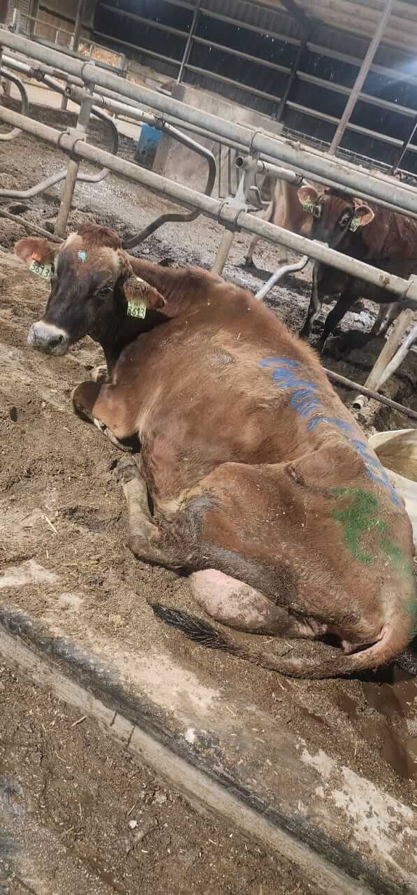 Cow on floor