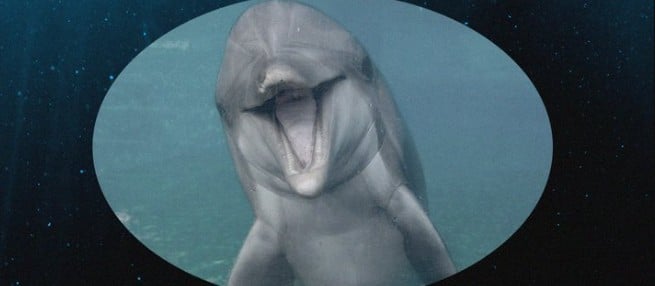 Dottie the dolphin