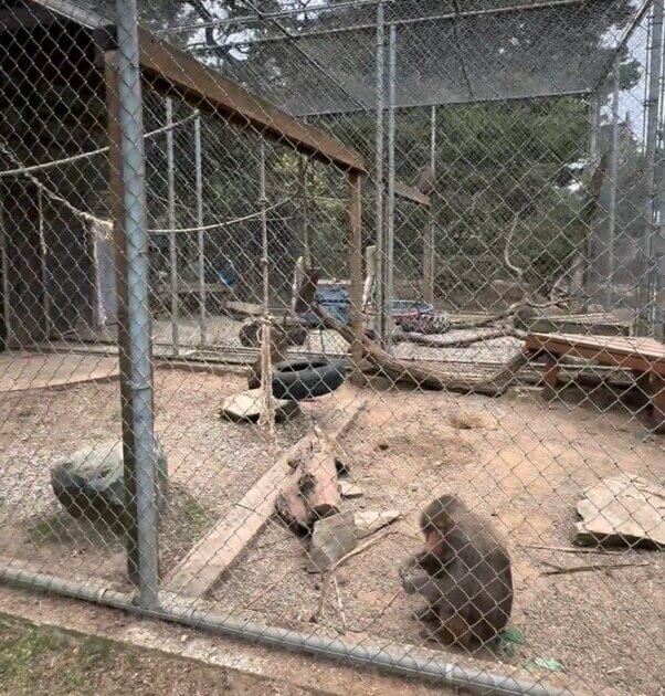 "Before" photo of baboon cage at West Coast Game Park Safari
