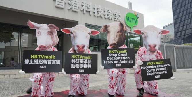 Four demonstrators holding signs in pig and sheep masks