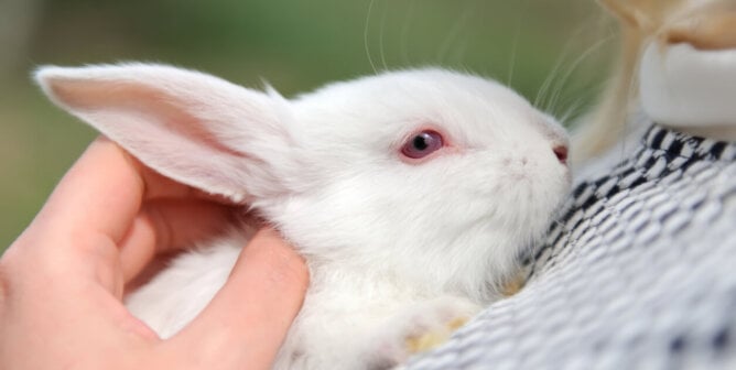 White small rabbit sits in woman's hands