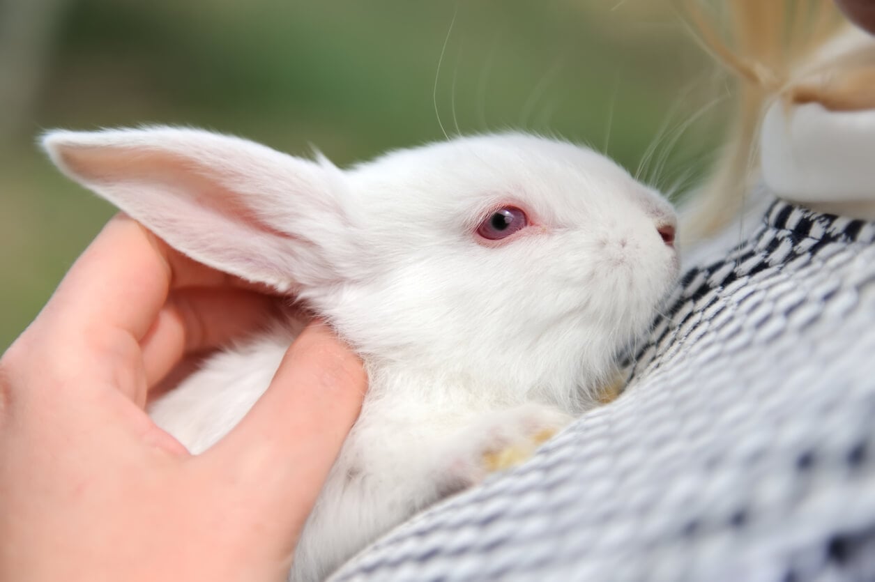 Outdated Animal Tests Delayed Sunscreen Progress—the FDA Can Stop It From Happening Again.