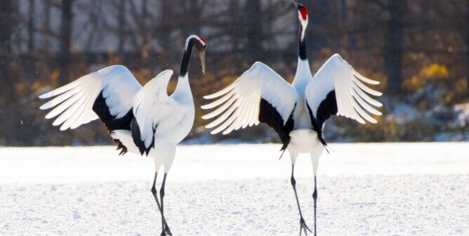 Two cranes dancing in Japanese national park
