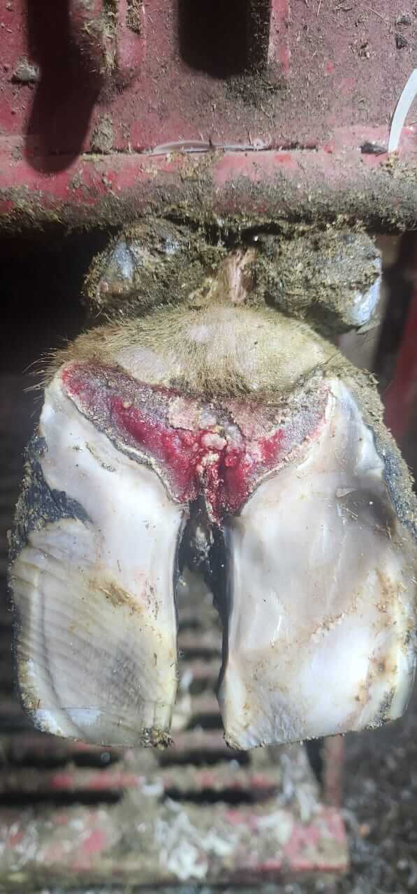 Injured hoof