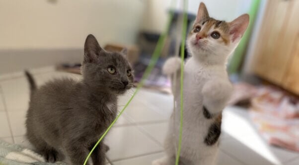Kevin and Callahan, two adoptable kittens rescued by PETA