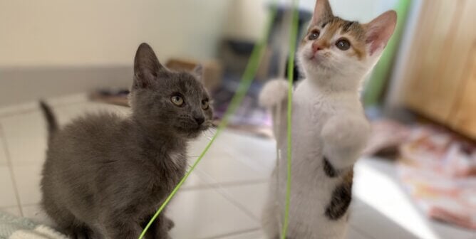 Kevin and Callahan, two adoptable kittens rescued by PETA