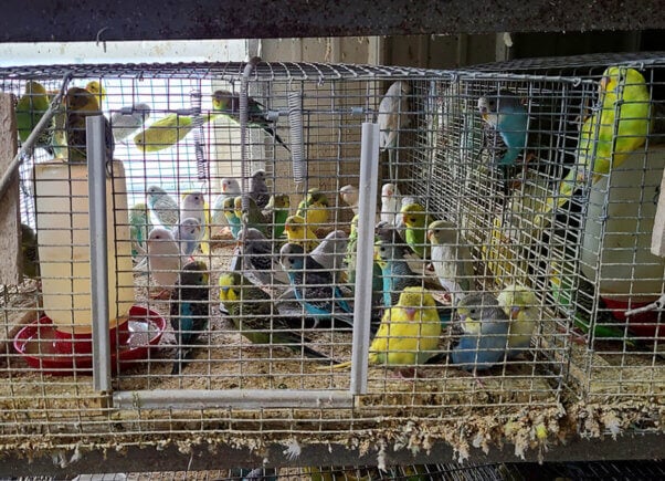 Photo from PETA parakeet investigation shws birds crowded in filthy cages