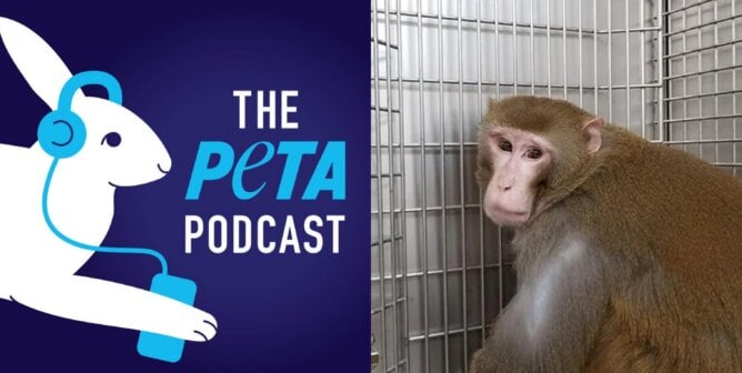 The PETA podcast logo and a photo of a monkey named Cornelius