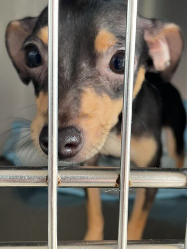 Puppy waiting to be treated at spay/neuter clinic in Puerto Rico