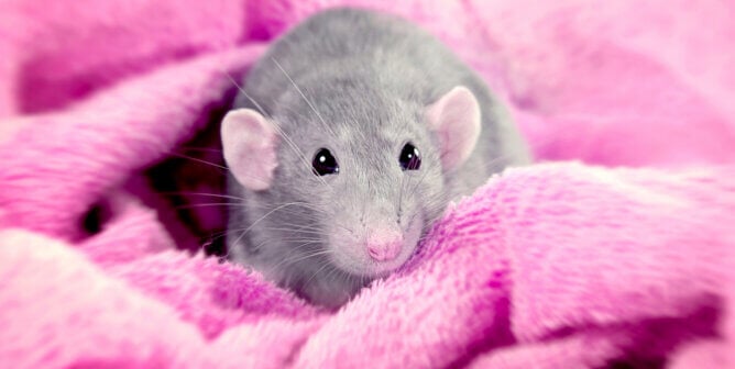 Grey rat on a pink blanket