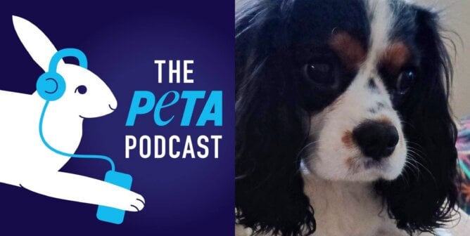 Seven, the Cavalier King Charles spaniel at the heart of a lawsuit against Petland.