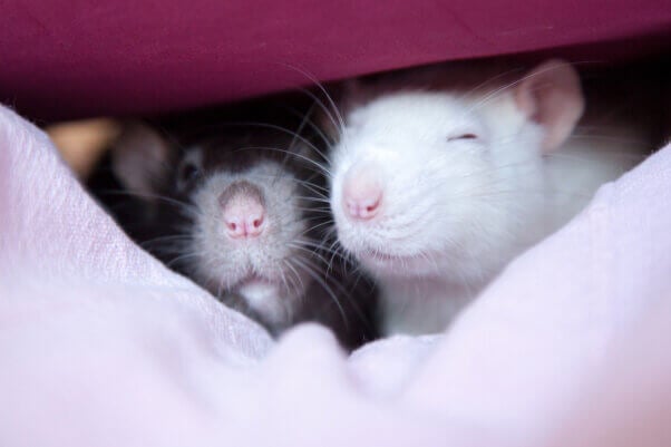 Two cute rats resting in a blanket