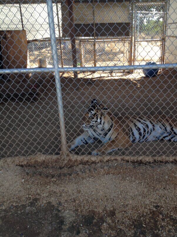 Lapua the tiger before being rescued from Kirshner Wildlife Foundation